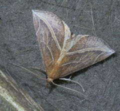 Phyprosopus callitrichoides P1390994a by 
xpda. Used under a CC BY-SA 4.0 license.