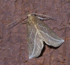 Phyprosopus callitrichoides P1400182a by 
xpda. Used under a CC BY-SA 4.0 license.