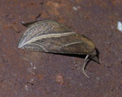 Phyprosopus callitrichoides P1590314a by
xpda. Used under a CC BY-SA 4.0 license.