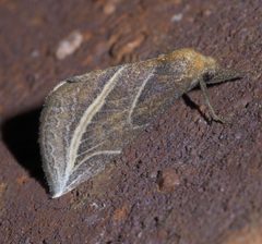 Phyprosopus callitrichoides P1590316a by 
xpda. Used under a CC BY-SA 4.0 license.
