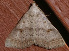Bleptina caradrinalis 01 by CBG Photography Group, Centre for Biodiversity Genomics. Used under a CC0 license.
