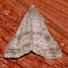 Bleptina caradrinalis 02 by CBG Photography Group, Centre for Biodiversity Genomics. Used under a CC0 license.