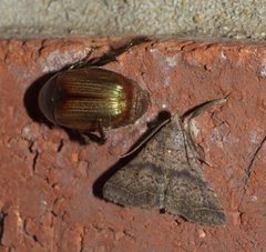 Bleptina caradrinalis P1020527a by 
xpda. Used under a CC BY-SA 4.0 license.
