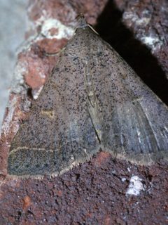 Bleptina caradrinalis P1290530a by 
xpda. Used under a CC BY-SA 4.0 license.