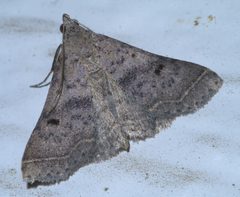 Bleptina caradrinalis P1390933a by 
xpda. Used under a CC BY-SA 4.0 license.