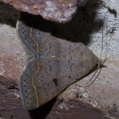 Bleptina caradrinalis P1390961a by 
xpda. Used under a CC BY-SA 4.0 license.