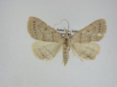 Chytolita morbidalis by J.Gill, Canadian National Collection of Insects, Arachnids and Nematodes. Used under a CC BY-SA 3.0 license.