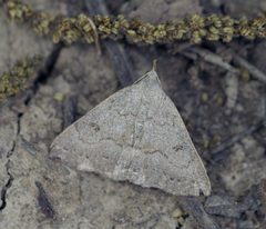 Chytolita morbidalis P1060539a by 
xpda. Used under a CC BY-SA 4.0 license.