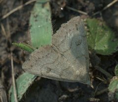 Chytolita morbidalis P1250661b by 
xpda. Used under a CC BY-SA 4.0 license.