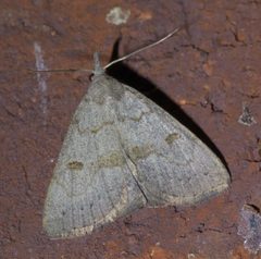 Chytolita morbidalis P1590268a by 
xpda. Used under a CC BY-SA 4.0 license.