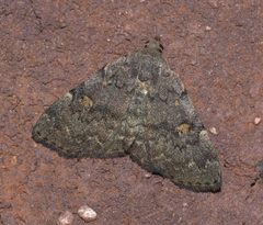 Idia aemula P1250546b by 
xpda. Used under a CC BY-SA 4.0 license.