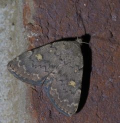 Idia aemula P1400693a by 
xpda. Used under a CC BY-SA 4.0 license.