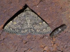 Idia aemula P1630335a by 
xpda. Used under a CC BY-SA 4.0 license.