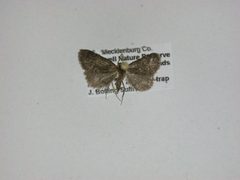 Idia diminuendis by J.Gill, Canadian National Collection of Insects, Arachnids and Nematodes. Used under a CC BY-SA 3.0 license.