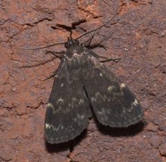 Idia lubricalis P1250478a by 
xpda. Used under a CC BY-SA 4.0 license.