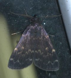 Idia lubricalis P1500376a by 
xpda. Used under a CC BY-SA 4.0 license.