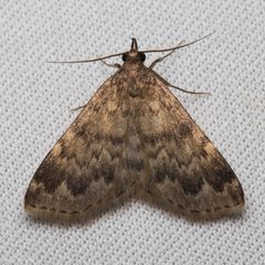 Idia occidentalis by Ken-ichi Ueda. Used under a CC BY 4.0 license.