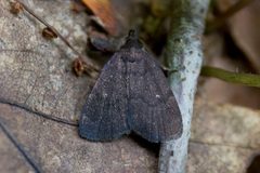 Hermeniinae- Idia rotundalis by Kristof Zyskowski &amp; Yulia Bereshpolova. Used under a CC BY 2.0 license.