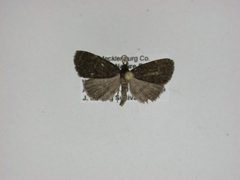 Idia rotundalis by J.Gill, Canadian National Collection of Insects, Arachnids and Nematodes. Used under a CC BY-SA 3.0 license.