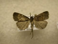 Idia rotundalis1 by James Sullivan, Research Collection of J. B. Sullivan. Used under a Copyrighted free use license.