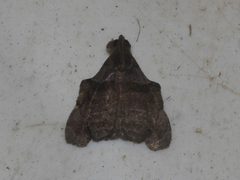 Lascoria orneodalis by Juan Cruzado Cortés. Used under a CC BY-SA 4.0 license.