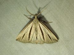 Macrochilo bivittata - inat 149193295 by {{{name}}}. Used under a CC BY 4.0 license.