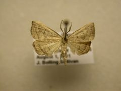 Macrochilo hypocritalis1 by James Sullivan, Research Collection of J. B. Sullivan. Used under a Copyrighted free use license.