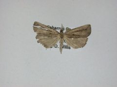 Macrochilo orciferalis by J.Gill, Canadian National Collection of Insects, Arachnids and Nematodes. Used under a CC BY-SA 3.0 license.