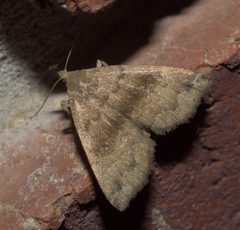 Phalaenostola eumelusalis P1020269a by 
xpda. Used under a CC BY-SA 4.0 license.