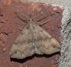 Phalaenostola eumelusalis P1190914b by 
xpda. Used under a CC BY-SA 4.0 license.