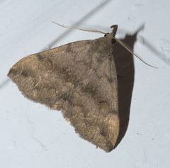 Phalaenostola eumelusalis P1190929b by 
xpda. Used under a CC BY-SA 4.0 license.