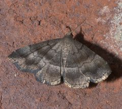Phalaenostola larentioides P1250682a by 
xpda. Used under a CC BY-SA 4.0 license.