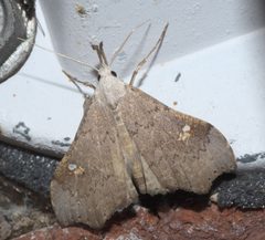 Redectis vitrea P1200373a by 
xpda. Used under a CC BY-SA 4.0 license.