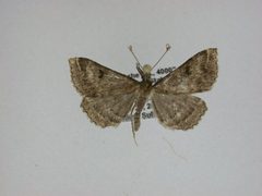 Renia factiosalis by J.Gill, Canadian National Collection of Insects, Arachnids and Nematodes. Used under a CC BY-SA 3.0 license.