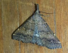 Renia factiosalis 3086729 by Laura Gaudette. Used under a CC BY 4.0 license.