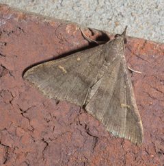 Renia flavipunctalis P1190576a by 
xpda. Used under a CC BY-SA 4.0 license.