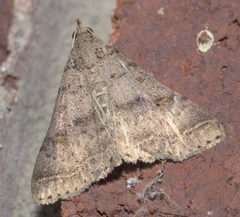 Renia flavipunctalis P1190701a by 
xpda. Used under a CC BY-SA 4.0 license.