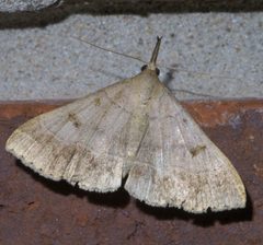 Renia flavipunctalis P1450202a by 
xpda. Used under a CC BY-SA 4.0 license.
