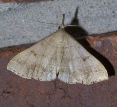 Renia flavipunctalis P1450203a by 
xpda. Used under a CC BY-SA 4.0 license.