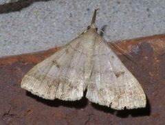 Renia flavipunctalis P1450258a by 
xpda. Used under a CC BY-SA 4.0 license.