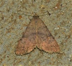 Dotted Renia Moth - Renia salusalis by Wildreturn. Used under a CC BY 2.0 license.