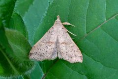 Herminiinae- Renia salusalis by Kristof Zyskowski &amp; Yulia Bereshpolova. Used under a CC BY 2.0 license.