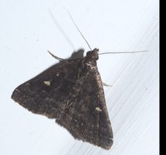 Tetanolita mynesalis P1240475b by 
xpda. Used under a CC BY-SA 4.0 license.
