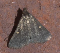 Tetanolita mynesalis P1320984a by
xpda. Used under a CC BY-SA 4.0 license.