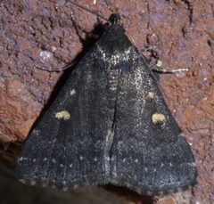 Tetanolita mynesalis P1450400a by 
xpda. Used under a CC BY-SA 4.0 license.