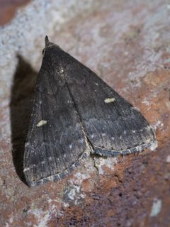 Tetanolita mynesalis P1500291a by 
xpda. Used under a CC BY-SA 4.0 license.