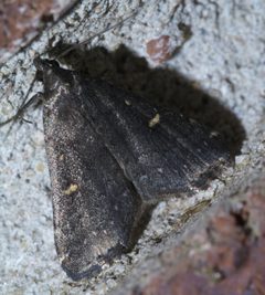 Tetanolita mynesalis P1550112a by 
xpda. Used under a CC BY-SA 4.0 license.