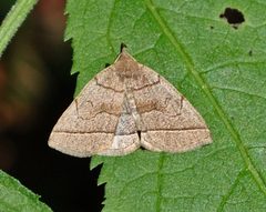Zanclognatha cruralis by Aarongunnar. Used under a CC BY-SA 3.0 license.