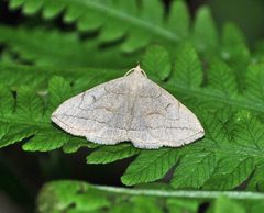 Zanclognatha cruralis 2 by Aarongunnar. Used under a CC BY-SA 3.0 license.