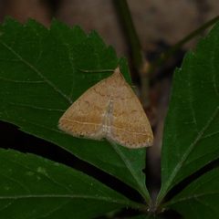 Zanclognatha jacchusalis by John B.. Used under a CC BY 2.0 license.